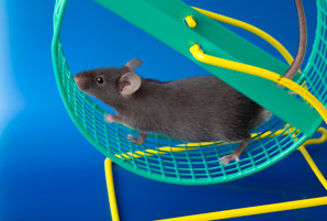 Link found between exercise and new neurons