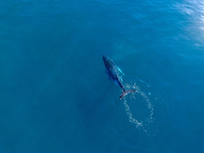 Adding depth to marine life conservation