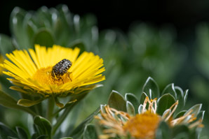 How animal mobility affects genetic diversity