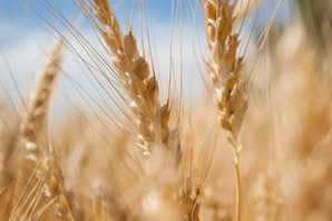 Packing more protein into wheat