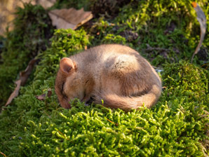 Dopamine causes switches between sleeping modes