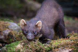 Friend or foe depends on habitat