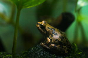Safety leads to fewer, bigger offspring