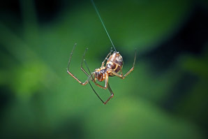 Spider silk inspires tunable artificial biomaterials