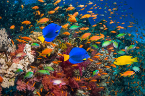 Moving makes reef fish more risk adverse