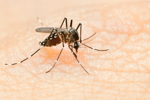 Tinkering with sunlight reflection could redistribute malaria
