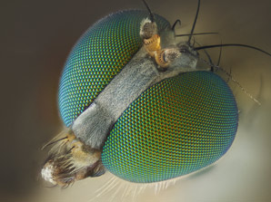 What determines the shape of flies’ eyes