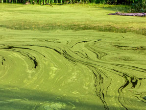 Toxic algal blooms will flourish with lower wind speeds