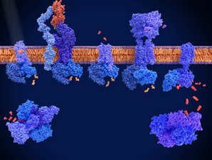 The structure of a drug target for heart disease