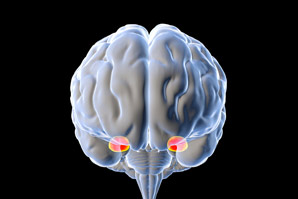 Locating the moral-dilemma centre of the brain