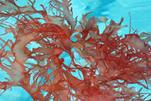 A short cut to making medicinal seaweed-derived compounds