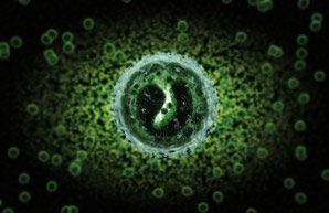 Telling sister immune cells apart