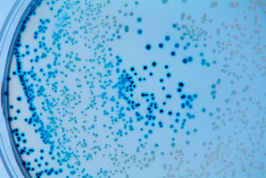 Machine-learning analysis of bacterial growth dynamics