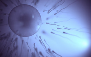 Anti-fibrosis drugs extend reproductive lifetime of mice