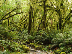 Stinging tree delivers a double punch of toxins