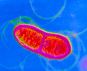 Targeting bacteria with blocked pores