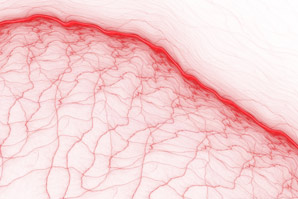 Merlin determines fates of new blood-vessel cells
