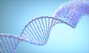How proteins help remove damaged DNA