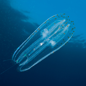 Protein that gives comb jellies their graceful movement