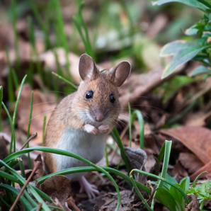 ‘Selfish gene’ could keep invasive rodent numbers down