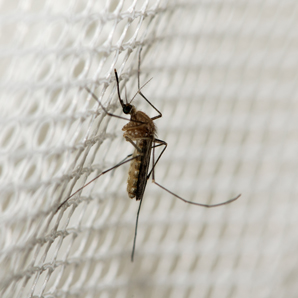 Cancer drug could fight malaria
