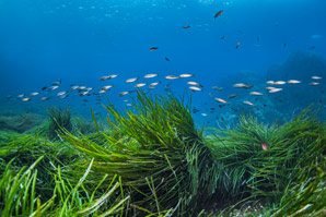 Fluctuating stressors can hurt ecosystems more