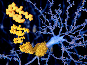 Astrocytes are a double-edged sword in Alzheimer’s