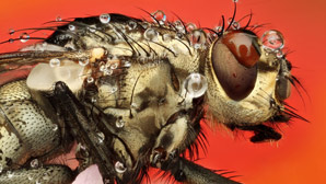 Parasitic fungus fights back against bacteria on flies