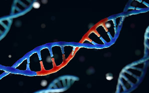 Editing mitochondrial DNA more precisely