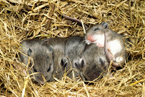 How the thermostat in the mouse brain works