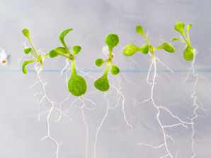 How plants pick up on pH