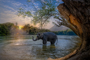 Large animals can live with humans