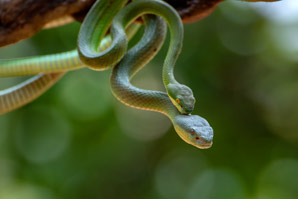 Found at long last: clitorises in snakes