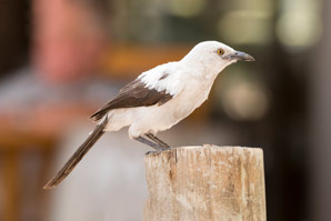 Ageing birds have more chicks but less brain power