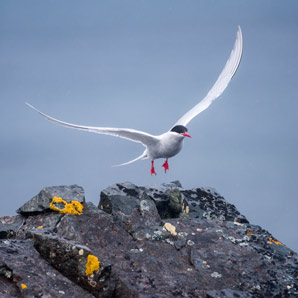 Seabirds find their wind-speed niche