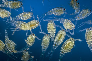Climate change alters zooplankton balance