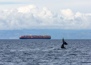 Whales don’t sing louder over vessel noise