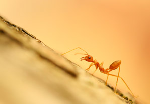Ants’ venom contains neurotoxins