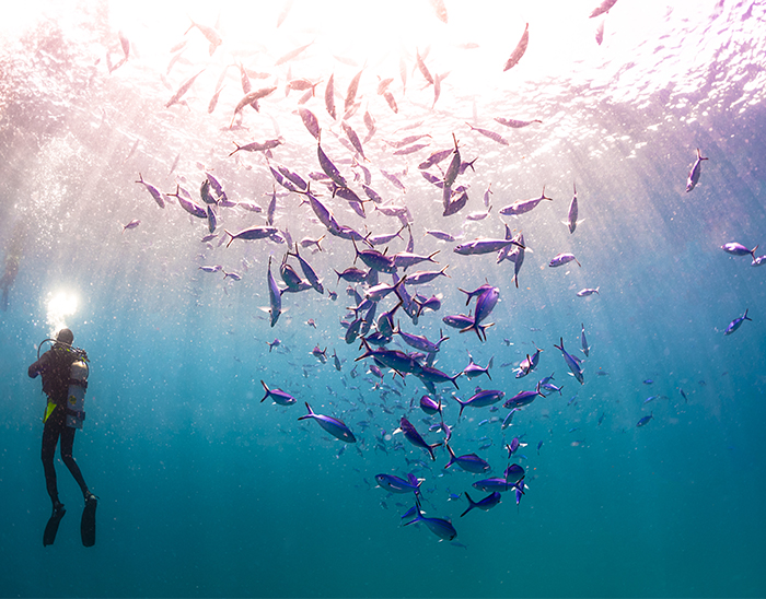 Leading institutions in Earth & environmental sciences