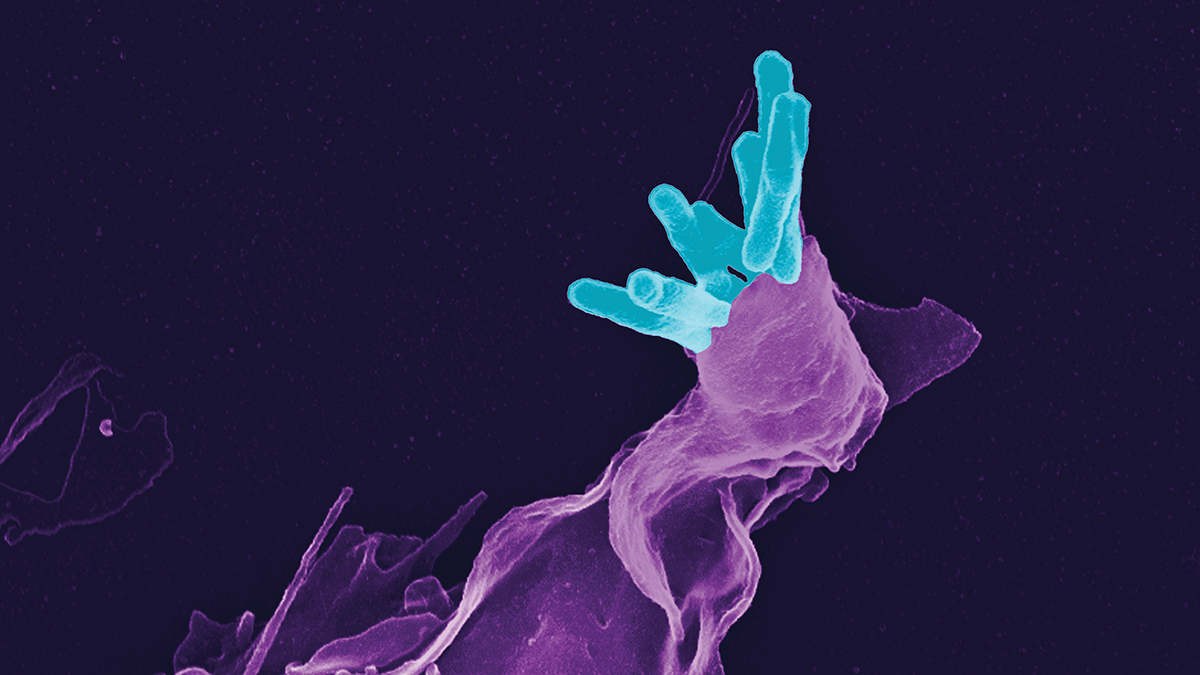 Nature Index 2025 Immunology